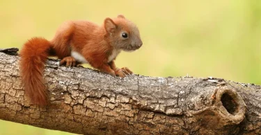red Squirrel Baby